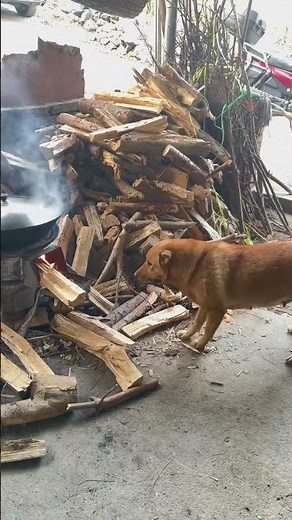 The big yellow dog removes fire from wood pile. You don't know dog joy unless you have one！ #funny