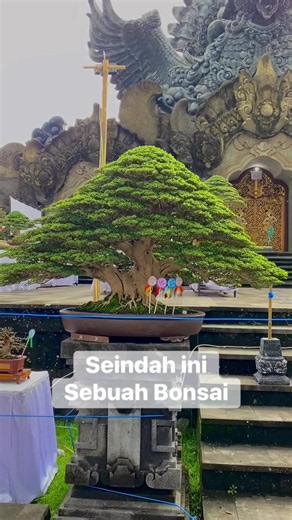 Bonsai Mini Inspirasi: Ide dan Tata Letak Bonsai Sancang