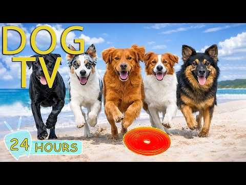 DOG TV: Videos Entertain for Dogs to Watch All Day Prevent Boredom When Home Alone - Music for Dogs