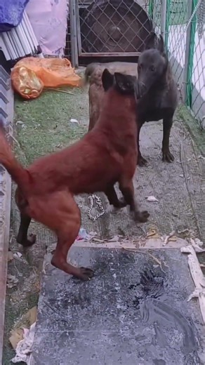 Basic training activities between dogs@ 59