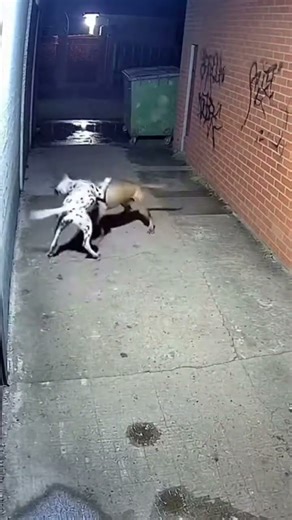 Could the dogs hurt each other while fighting? 🐕🐕😨⚔️ #dog #fight #danger #pet #wild #battleroyale