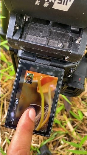 Close Up Photography Secrets Revealed