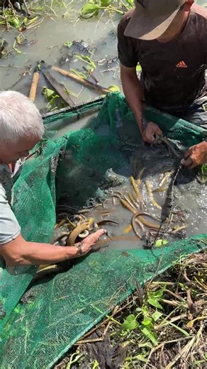 Trapping giant eel fish with primitive survival skills | Emma's Fishing
