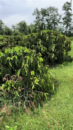 Vườn xanh lùn khách em trồng hơn 2 năm ,#hẹn qua năm cây 15 kg tươi