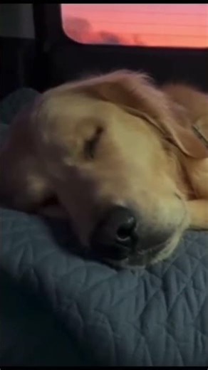 Dogs Sleeping in the Backseat ASMR Follow ​⁠& subscribe to ‪@LetSleepingDogsLieASMR‬ for more.