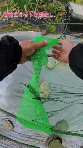 【家庭菜園】小玉スイカの地這い栽培｜藁の代わりに100均ネットでツル固定と通気性UP！