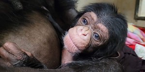 Baby chimp Kucheza dies at Sedgwick County Zoo