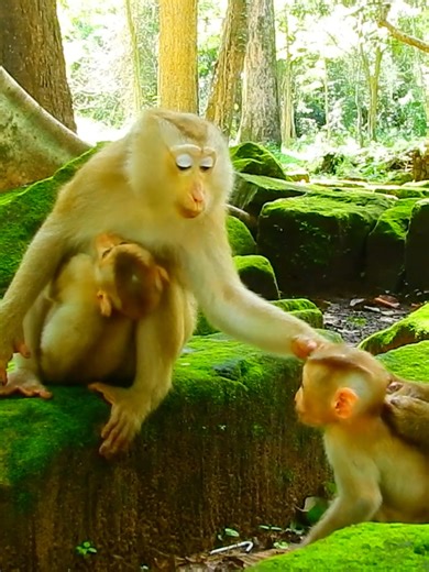 3.9K views · 39 reactions | So lovely big monkey Lila lip-smacking calling her little nephew #beautiful #monkeydluffy #monkeycute #babymonkey #monkeyface #lovely #monkey #cute #animals #animalsbaby #poormonkey #monkeycry #funny #funnyvideo #cuteanimals | Monkey TV7 | Facebook