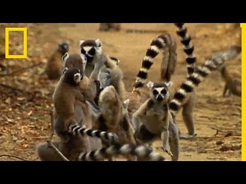 Clash between lemurs