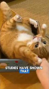 3 mysterious reasons cats sit in Boxes #catbehavior #catboxes #catvideo