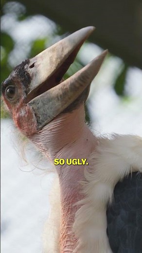 The Ugliest Bird Alive
