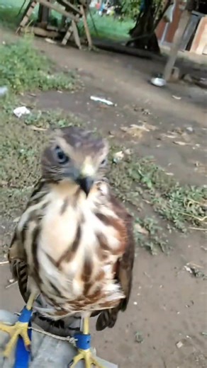 #harrishawkhuting #birds #birdsbirds #hawk #thawk #wildlife #birdspecies #eagle #hawke #animals | LAI CHEN