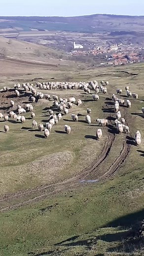 Sheep Grazing on Scenic Hillside: A Tranquil Rural Scene