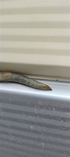 УЛИТКА ХАМЕЛЕОН А У ОСЫ ТАК НЕ ПОЛУЧАЕТСЯ 😁🩶🖤🤍🌀🐝🐛🪱🦾🤔✍️