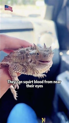 How Do These Animal “Biotech Systems” Work?#animalfacts #owl #chameleon#bioengineering #woodpecker