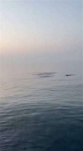 🐬沖にイルカの大群が！