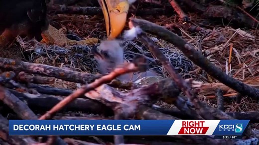 New eaglet hatches on Decorah Eagle Cam, a sure sign spring has arrived in Iowa