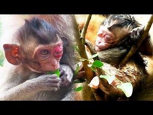 Baby monkeys have injured faces, what the hell happened to them?