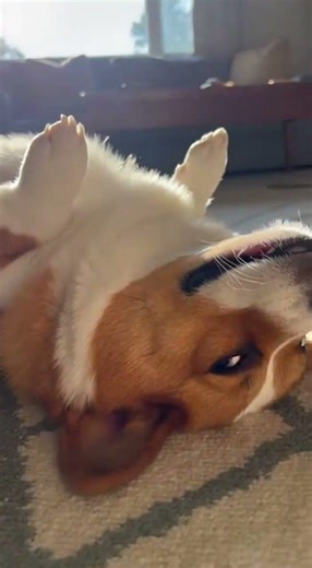 Corgi Lying Upside Down Refusing Morning Walk