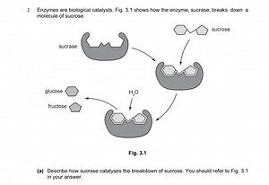 Describe how sucrase catalyses the breakdown of sucrose, making... | Filo