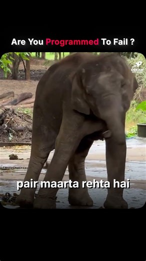 Elephant Is Free… But Mind Still Chained 😳 #personalgrowth