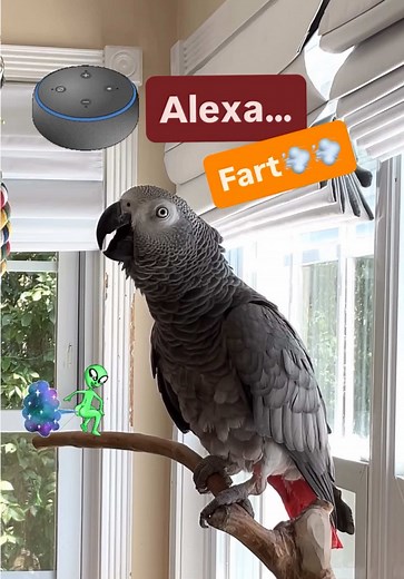 Funny Parrot Videos Featuring African Grey Birds