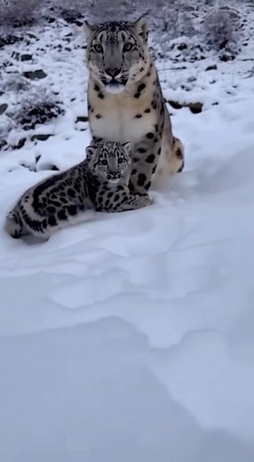 Watch this adorable snow leopard cub experience snow for the very first time! The fluffy baby sneezes at the cold flakes, bounces around with pure joy, and then adorably seeks shelter under mom's fluffy tail while trying to look brave. | Daily Clippy