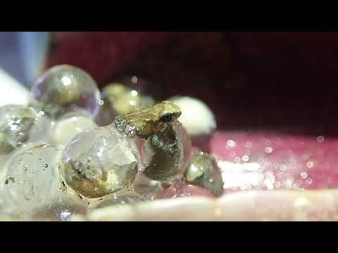 Coqui Frogs Hatching (3 frogs of 12) Virgin Islands - St. Thomas