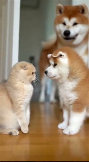 【猫好き必見】笑いと癒しを詰め込んだネコ動画6選 #funnycats #cutecat #猫動画