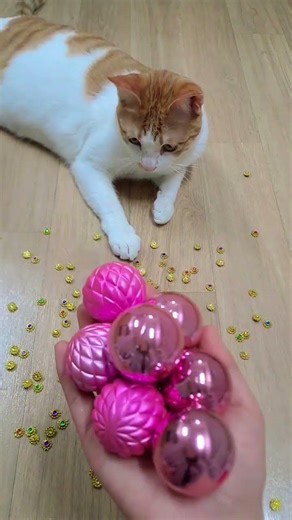 뭉치스타 #reversevideo #marblerunandmore #cat #catvideos #reverse