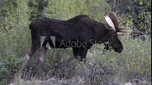 Bull Shiras Moose During the Rut in Autumn in Wyoming Stock Video