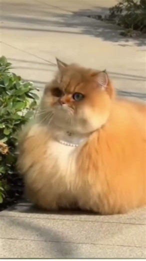 cat or a Caterpillar?