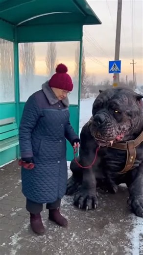 The Mother of All Nerds on Instagram: "Russia has a different type of breed. #dog #breed #themotherofallnerds"