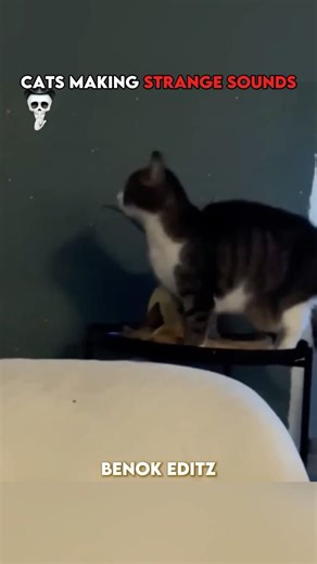 Cats Making Strange Sounds 💀