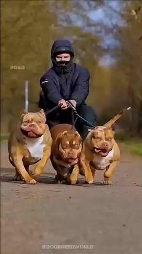 Top 4 guard dogs for your family and home protection