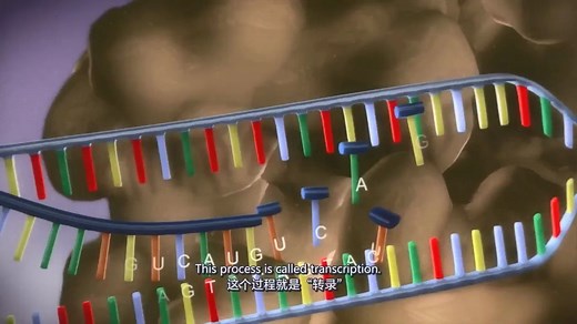 从DNA到蛋白质，遗传信息的表达