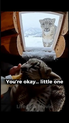 He Followed a Snow Leopard Up the Mountain…