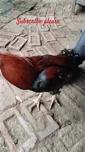 😛😃 lovely pick 😄😍 #likecommentsubscribe #vairalshort #vlog #viralvideo #vairalshort #vairal #song