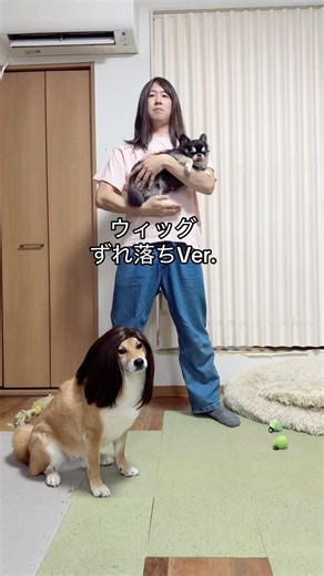 There are some things that are a no-go too #ShibaInu #Chihuahua #shorts