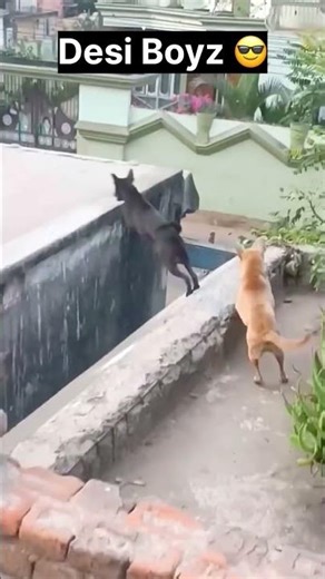 Desi AVENGERS Are Taking Over 🔥🐕#dog #funny #shorts