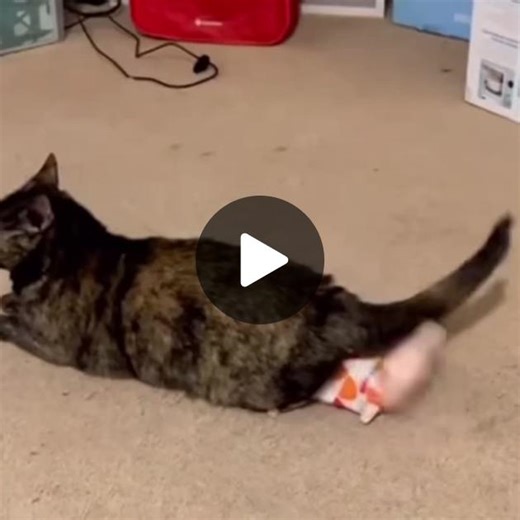 im using my fish toy ;-; 🐈‍⬛🐬🌊 #fyp #cat #pinkcore #floptok #holymoly #stimboard