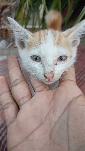 I Bought The World's Rarest Cat