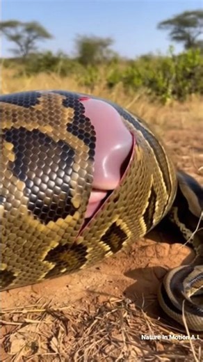 Close-up of African python giving birth #animals #wildlife #snake #wildliferescue