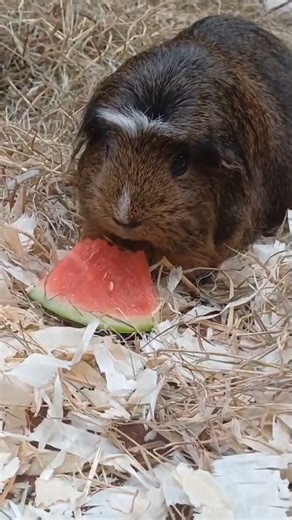 11K views · 194 reactions | Here’s seven seconds of Jasmine the guinea pig munching on some delicious watermelon to brighten your day!  Are you coming to DZC this weekend? | Dudley Zoo | Facebook