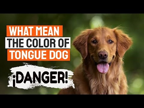 🐶👅¿WHAT Does the COLOR of My Dog's TONGUE Mean?