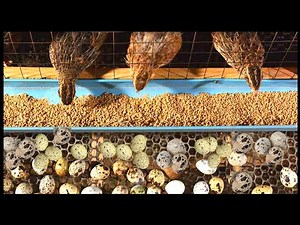 Millions Of Quail Egg Harvesting | Modern Quail Farming | Quail Meat Processing
