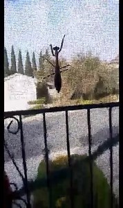 Of course you know I ran and got my phone. ;) | The Standard Poodle