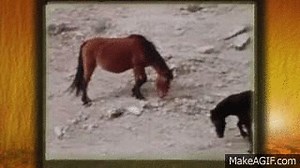 horse stomping on Make a GIF