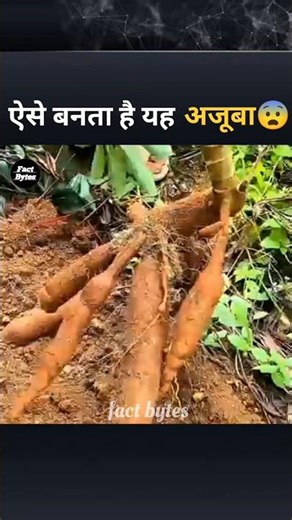 Treasure hidden inside this Tree
