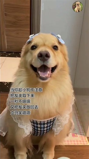 Adorable Golden Retriever 😍❤️